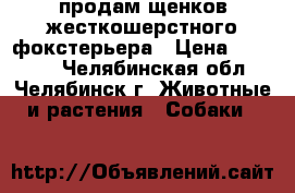 продам щенков жесткошерстного фокстерьера › Цена ­ 20 000 - Челябинская обл., Челябинск г. Животные и растения » Собаки   